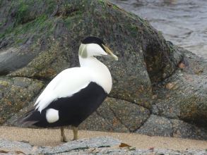 Eider Duck male